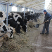 Семья из Менделеевского района открыла молочную ферму за 3 млн рублей 