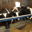 Марат Ахметов призвал за три года полностью избавиться от лейкоза крупного рогатого скота в РТ 