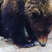 В казанском зоопарке умер старейший обитатель — медведь Кучум 