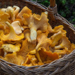 6 фактов о грибах: как правильно собрать урожай и не попасть в реанимацию 