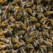 Минсельхоз назвал количество погибших в России пчел 