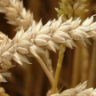 В Татарстане с начала уборочных работ собрали 3 млн тонн зерна 