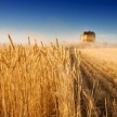 В Татарстане собрали 4,2 млн тонн зерна
