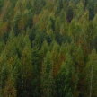 В 2020 году в Татарстане посадят лес на 2 тысячах гектаров 