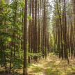 В Татарстане молодым специалистам лесной отрасли будут выдавать до 300 тыс. рублей 