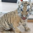 В казанском зоопарке умер тигренок Луна