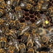 Татарстанским пчелам сделают паспорта из-за их массовой гибели прошлым летом