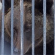 Из-за теплой зимы в казанском зоопарке проснулись медведи 
