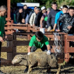 В Татарстане на Курбан-байрам будет работать 55 площадок для забоя животных 