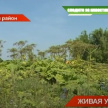 «Борщевик всемогущий»: в Менделеевском районе Татарстана опасное растение заблокировало выход к реке