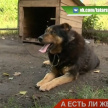 Казанские зоозащитники бьют тревогу, увидев истощенную собаку в ЦДО «Заречье»