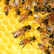  В Татарстане зафиксировали массовую гибель пчел