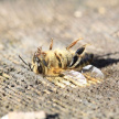 «Цветы есть, а пчел нет»: в Тукаевском районе Татарстана за сутки погибли тысячи пчел 