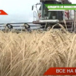 «Идем на рекорд»: Татарстан планирует собрать 5 миллионов тонн зерна