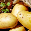 «Картошка в грядке — зима в достатке»: как правильно хранить картофель? 