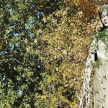 В Казани украли новую скульптуру покровительницы деревьев
