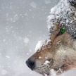 В Кировской области татарстанец застрелил 50-килограмового волка