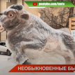 В Бугульме мастер -энтузиаст слепил огромного снежного быка