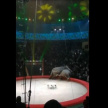 В казанском цирке взбесившиеся слоны полезли на зрителей