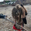  В Татарстане на территории глэмпинга из человеческих останков соорудили чучело