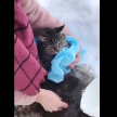 В Елабуге спасли вмерзшую в кусок льда истерзанную собаками кошку – видео