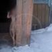 На Алтае родители выгнали шестилетнего ребёнка голым на улицу в мороз — видео
