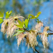 Аллергикам Татарстана дали рекомендации на период цветения растений