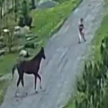 Нападение агрессивного коня на мужчину попало на видео в Свердловской области
