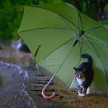 Зонты наготове: 20 июля в Татарстане ожидаются дожди, грозы и порывистый ветер