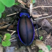 Редкого краснокнижного жука обнаружили на просторах Татарстана