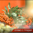 Садоводы со всего Татарстана похвастались в Казани своим урожаем – видео