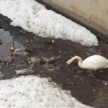 Минэкологии РТ назвало убирающего мусор на Кабане лебедя символом эковесны 2017 года