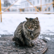 22 ноябрьдә Татарстанда -12 градуска кадәр суыта