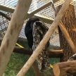 Пледы для шимпанзе: в казанском зооботсаду рассказали, как согревают животных в морозы