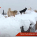 В Казани жители поселка Восточный бьют тревогу из-за пса, нападающего на детей