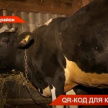 «QR-код для коров»: в Татарстане стартовала обязательная маркировка животных