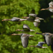 В Татарстане появление перелетных птиц может вызвать вспышку птичьего гриппа