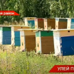 Улей проблем: сотни тысяч пчел погибли сразу в двух района Татарстана 
