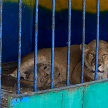 Новорожденных львят сняли на видео в Зоопарке Болгара 