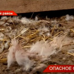 Стаи бродячих псов растерзали кур: жители Татарстана обеспокоены опасным соседством 
