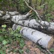 Дерево насмерть придавило жительницу РТ из-за неосторожности ее супруга 