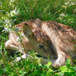  В Казанском зооботсаду у антилоп родился детеныш 