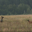 Молодые маралята разгуливают в лесах Татарстана 