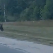 Выбежавшего на трассу медведя сняли на видео в Мамадышском районе Татарстана