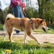 Жителям РТ напомнили о новых правилах выгула собак 