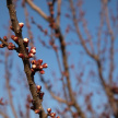 Первая апрельская неделя в Татарстане начнется с 11-градусного тепла 