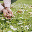 «Готовь сани летом»: эксперты КФУ рассказали все о сборе ароматных «чайных» трав 