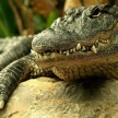 В Мексике мэр рыбацкой деревушки на берегу Тихого океана взял в жены крокодилицу