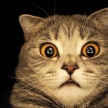 В Сети появился сайт-антистресс с бесконечным кошачьим мурлыканьем