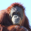 В США умер выучивший язык жестов орангутанг